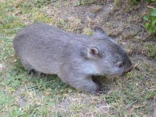 Baby wombat