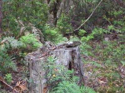 Stone on tree stump