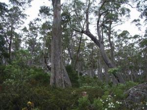 Typical forest scene