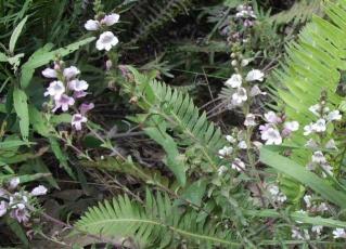 Euphrasis collina flowering