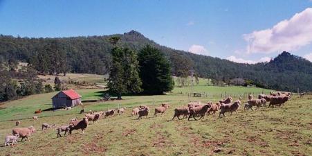 Sheep grazing