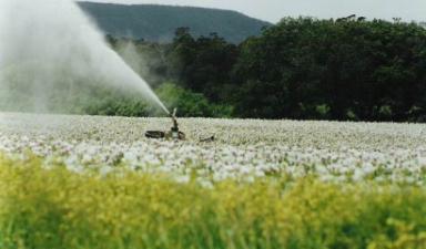 Poppy cultivation